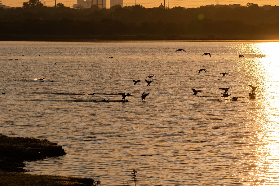 A flock of Mallard Ducks coming for a landing on the water of Lewisville Lake shortly after sunrise.