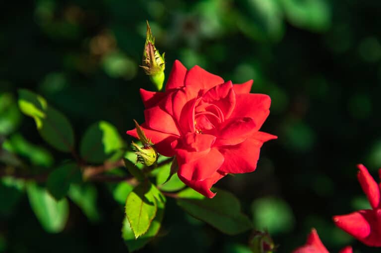 Beautiful Red Rose in Cleburne, Texas